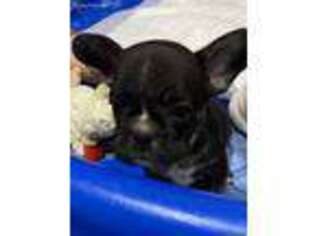 French Bulldog Puppy for sale in Millington, MI, USA