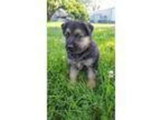 German Shepherd Dog Puppy for sale in Boonville, MO, USA