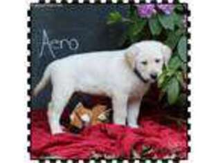 Labrador Retriever Puppy for sale in Newville, PA, USA