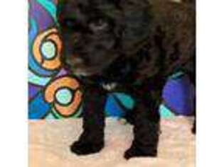 Mutt Puppy for sale in Troy, VA, USA