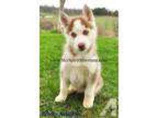 Siberian Husky Puppy for sale in ESTHERVILLE, IA, USA