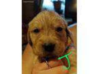 Golden Retriever Puppy for sale in Kamiah, ID, USA