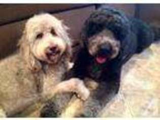Labradoodle Puppy for sale in VICTORVILLE, CA, USA