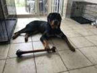 Rottweiler Puppy for sale in Plymouth, MI, USA