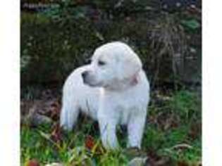 Labrador Retriever Puppy for sale in Rockford, MI, USA