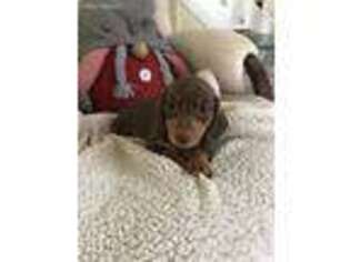 Dachshund Puppy for sale in Stuart, FL, USA