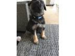 Mutt Puppy for sale in Arp, TX, USA