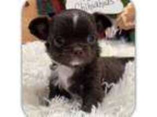 Chihuahua Puppy for sale in Benton, AR, USA