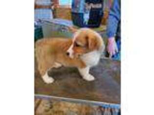 Pembroke Welsh Corgi Puppy for sale in Hagerstown, IN, USA