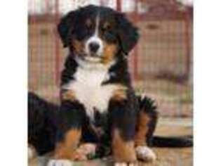 Bernese Mountain Dog Puppy for sale in Seymour, MO, USA