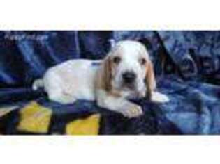 Basset Hound Puppy for sale in Granite Falls, NC, USA