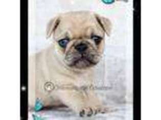 Pug Puppy for sale in Waynesville, MO, USA
