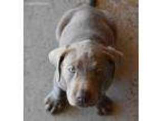 Labrador Retriever Puppy for sale in Mcdonough, GA, USA