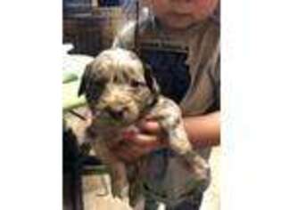 Mutt Puppy for sale in Wabash, IN, USA