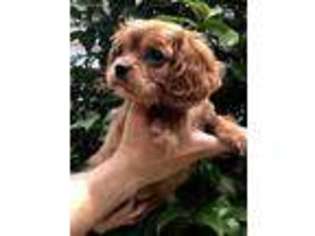 Cavalier King Charles Spaniel Puppy for sale in Marlton, NJ, USA