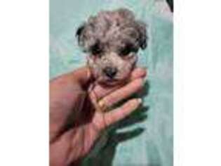 Mutt Puppy for sale in Adkins, TX, USA