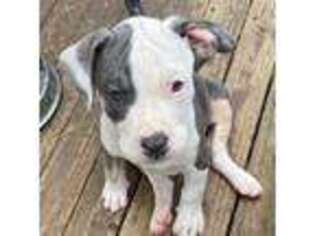 Mutt Puppy for sale in West Jefferson, OH, USA