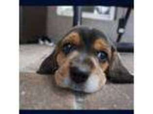 Beagle Puppy for sale in Saint Cloud, FL, USA