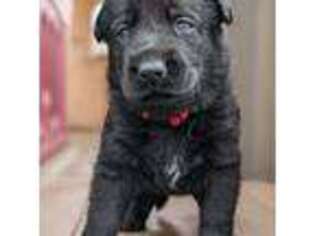 German Shepherd Dog Puppy for sale in Topeka, KS, USA
