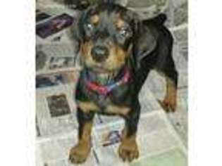 Doberman Pinscher Puppy for sale in Exeter, ME, USA