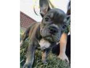 French Bulldog Puppy for sale in Rochester, IN, USA