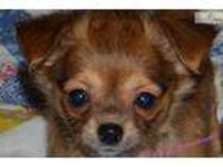 Chihuahua Puppy for sale in Lake Charles, LA, USA