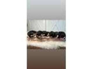 Bernese Mountain Dog Puppy for sale in Grand Blanc, MI, USA