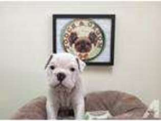 Bulldog Puppy for sale in TEMPLE CITY, CA, USA