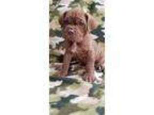 Neapolitan Mastiff Puppy for sale in Pueblo West, CO, USA