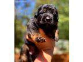 German Shepherd Dog Puppy for sale in Graham, WA, USA