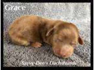 Dachshund Puppy for sale in Searcy, AR, USA