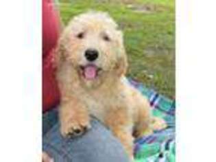 Labradoodle Puppy for sale in Malvern, AR, USA