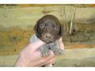German Shorthaired Pointer Puppy for sale in Penhook, VA, USA
