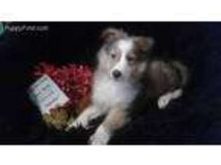 Shetland Sheepdog Puppy for sale in Houston, TX, USA