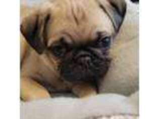 Pug Puppy for sale in Surprise, AZ, USA