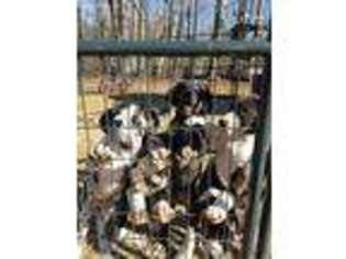 Great Dane Puppy for sale in Starr, SC, USA