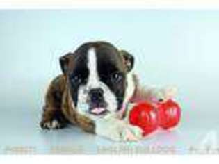 Bulldog Puppy for sale in LONG GROVE, IL, USA