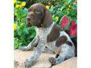 German Shorthaired Pointer Puppy for sale in Jacksonville, TX, USA
