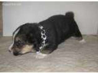 Pembroke Welsh Corgi Puppy for sale in Bell, FL, USA