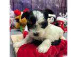 Yorkshire Terrier Puppy for sale in Waynesboro, GA, USA