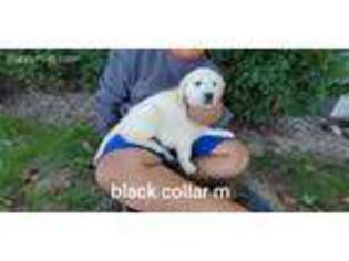 Golden Retriever Puppy for sale in Pittsford, MI, USA