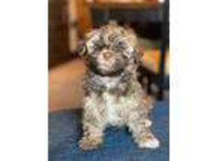 Havanese Puppy for sale in Miller, SD, USA
