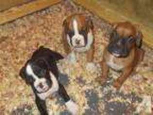 Boxer Puppy for sale in COLORADO SPRINGS, CO, USA