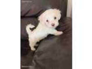 Maltese Puppy for sale in Granada Hills, CA, USA