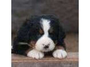 Bernese Mountain Dog Puppy for sale in Deer Park, WA, USA