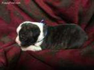 Olde English Bulldogge Puppy for sale in Chetek, WI, USA