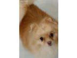 Pomeranian Puppy for sale in Youngsville, NC, USA