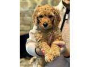 Goldendoodle Puppy for sale in Hammonton, NJ, USA