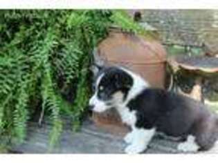 Pembroke Welsh Corgi Puppy for sale in Gower, MO, USA