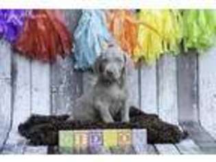Weimaraner Puppy for sale in Jefferson City, MO, USA